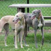 Greyhound dogs breed minepuppy
