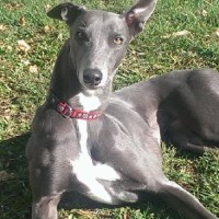 Greyhound dog gray minepuppy