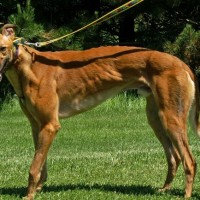 Greyhound dog red breed minepuppy