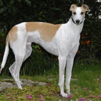 Greyhound dog white breed minepuppy