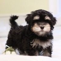 havanese dog breed black and tan mini puppy