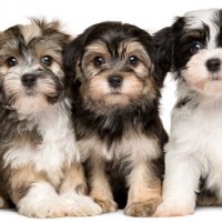 havanese breed puppies mini puppy