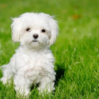 havanese dog breed white mini puppy