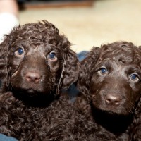 irish water spaniel breed puppies minepuppy