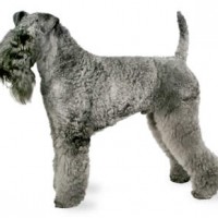 Kerry Blue Terrier dog gray minepuppy