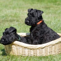 Kerry Blue Terrier breed puppies minepuppy