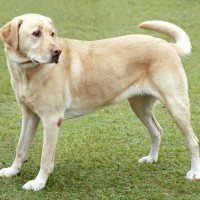 Labrador Retriever dog yellow minepuppy