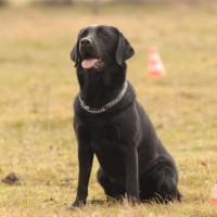Labrador Retriever dog black minepuppy