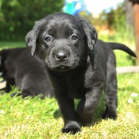 Labrador Retriever black puppy minepuppy