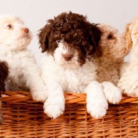 Lagotto Romagnolo breed puppies minepuppy