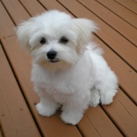 Maltese puppy breed mini puppy
