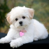 maltese toy dog mini puppy