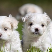 maltese breed mini puppies