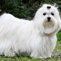 maltese dog breed mini puppy