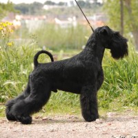 Miniature Schnauzer dog black mini puppy
