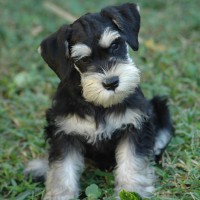 Miniature Schnauzer breed mini puppy