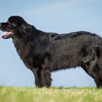 Newfoundland dog black minepuppy
