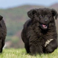 Newfoundland breed puppies minepuppy