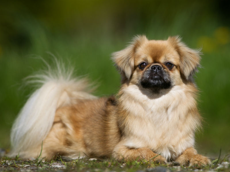 pekingese breed dog fawn mini puppy