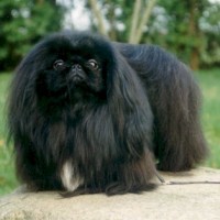 pekingese dog black mini puppy