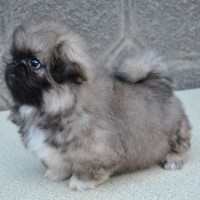 pekingese dog gray mini puppy