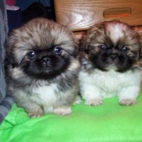 pekingese breed mini puppies