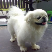 pekingese breed dog white mini puppy