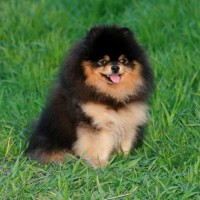 Pomeranian breed dog black tan mini puppy