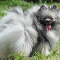 Pomeranian breed toy dog gray mini puppy