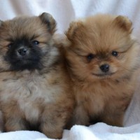 Pomeranian breed mini puppies minepuppy