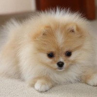 Pomeranian breed mini puppy minepuppy