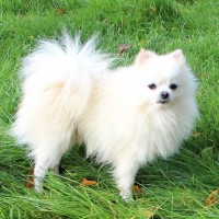 Pomeranian dog white mini puppy