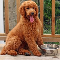 poodle standard breed Red minepuppy