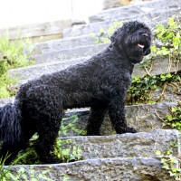 Portuguese Water Dog breed black minepuppy