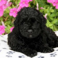 Portuguese Water Dog breed black puppy minepuppy