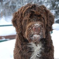 Portuguese Water Dog breed brown minepuppy