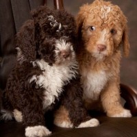 Portuguese Water Dog breed brown puppy minepuppy
