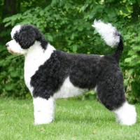 Portuguese Water Dog breed grooming minepuppy