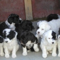 Portuguese Water Dog breed white puppies minepuppy