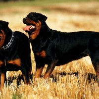 Rottweiler breed dogs minepuppy