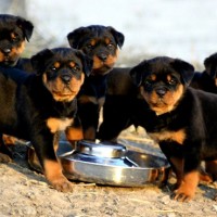Rottweiler breed mini puppies minepuppy