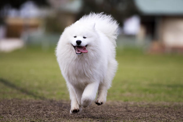 samoyed white dog minepuppy