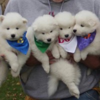 samoyed mini puppies minepuppy