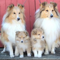 Shetland Sheepdog breed dogs mini puppy