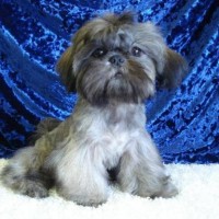 Shih Tzu breed Blue mini puppy
