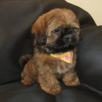Shih Tzu breed Gold mini puppy