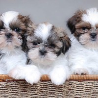 Shih Tzu breed mini puppies minepuppy