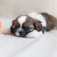 Shih Tzu breed mini puppy minepuppy
