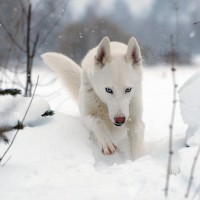 Siberian Husky breed White dog minepuppy