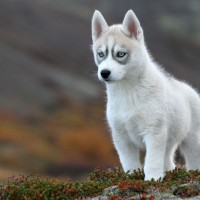 Siberian Husky breed mini puppy minepuppy